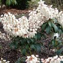 Pieris japonica 'Bonfire'
